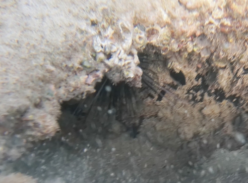 Atlantic Long-spined Sea Urchin, Condado, San Juan, 00907, Puerto Rico, photo 9 of 10
