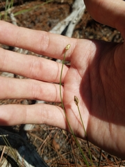 Eleocharis tuberculosa