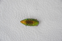 Lampetis principalis