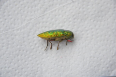 Lampetis principalis