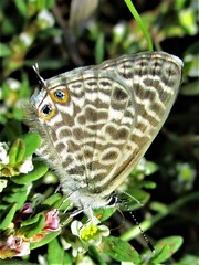 Leptotes pirithous