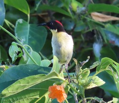 Sulphur-Breasted Myzomela photo 4
