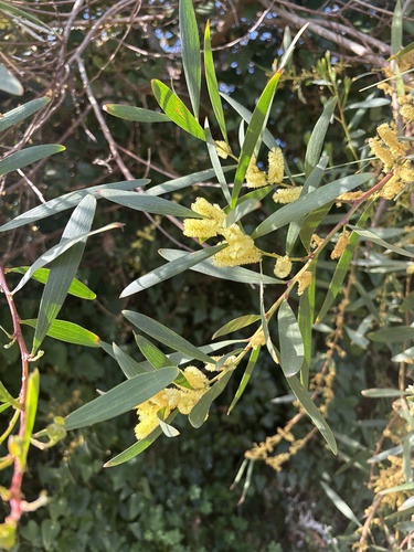 Longleaf Wattle