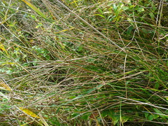 Juncus subnodulosus