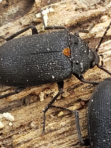 Oblique Polypore Fungus Beetle photo 2