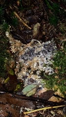 Trichoderma citrinum