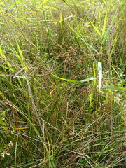 Juncus subnodulosus