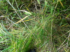 Juncus subnodulosus