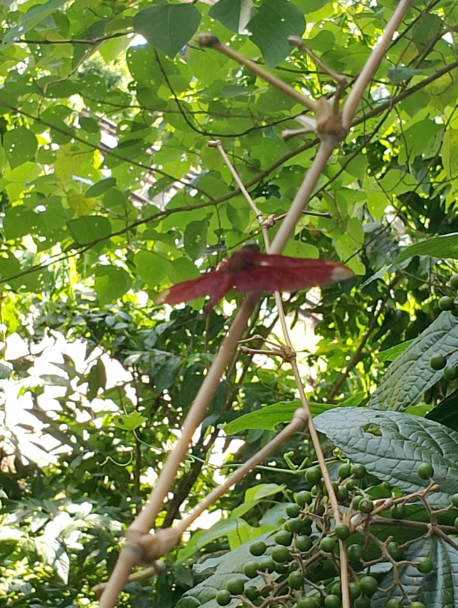 Fulvous Forest Skimmer