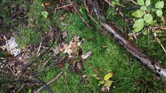 Trichoderma citrinum