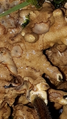 Trichoderma citrinum