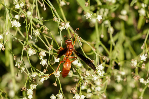 Red paper wasp