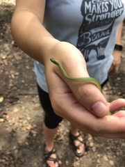 Opheodrys aestivus