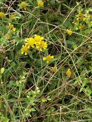 Helenium amarum