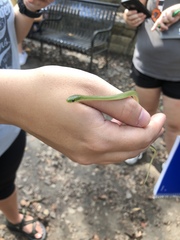 Opheodrys aestivus