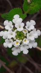 Lantana hirta