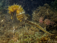 Hippocampus guttulatus