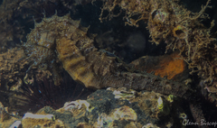 Hippocampus guttulatus