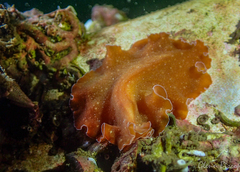 Yungia aurantiaca