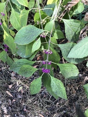 Callicarpa americana