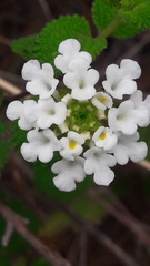 Lantana hirta