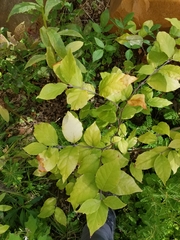 Calycanthus floridus