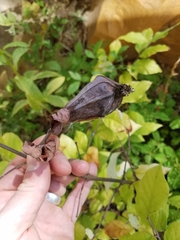Calycanthus floridus