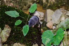 Sorex alpinus