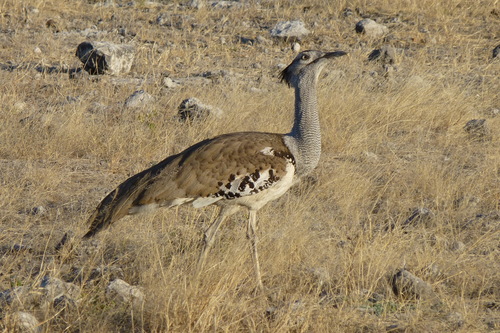 Kori Bustard