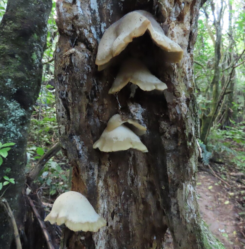 Conchomyces bursiformis · July 2025 · photo: © dianne_and_gordon_purdie (iNaturalist, cc0)