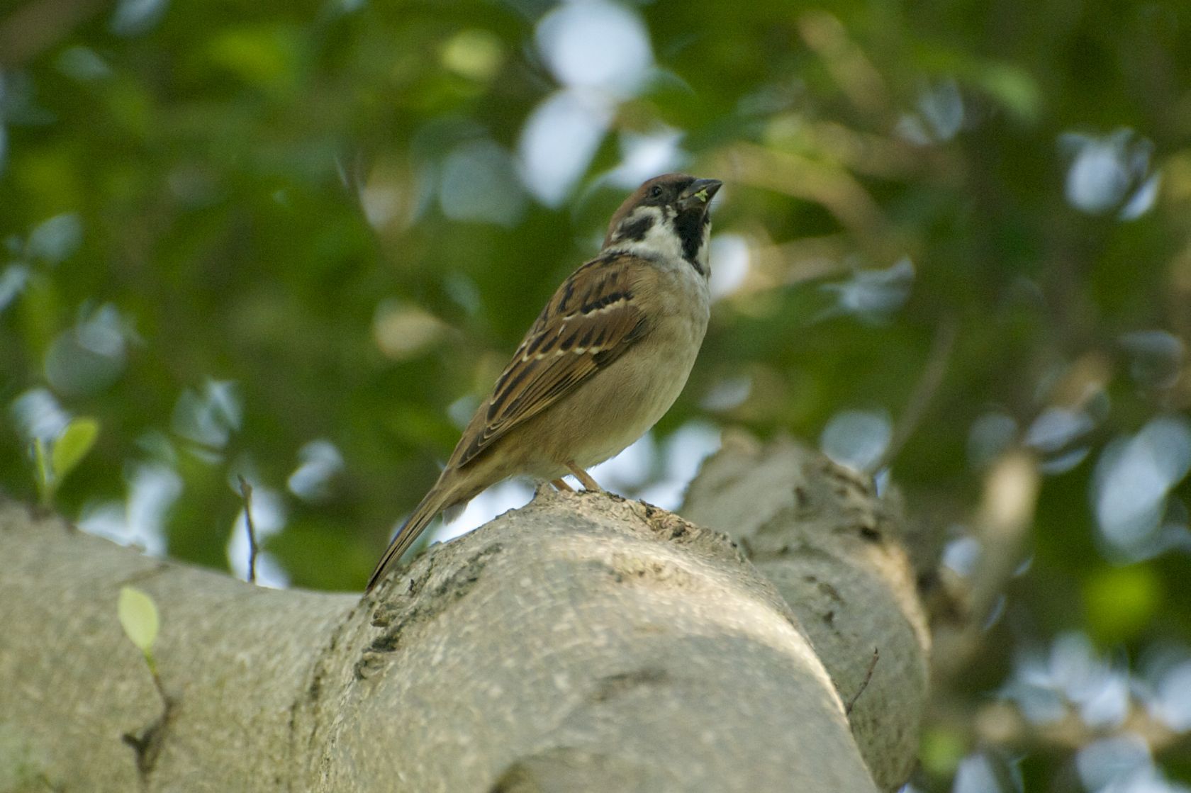 Eurasian Tree Sparrow