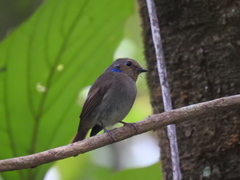 Niltava macgrigoriae