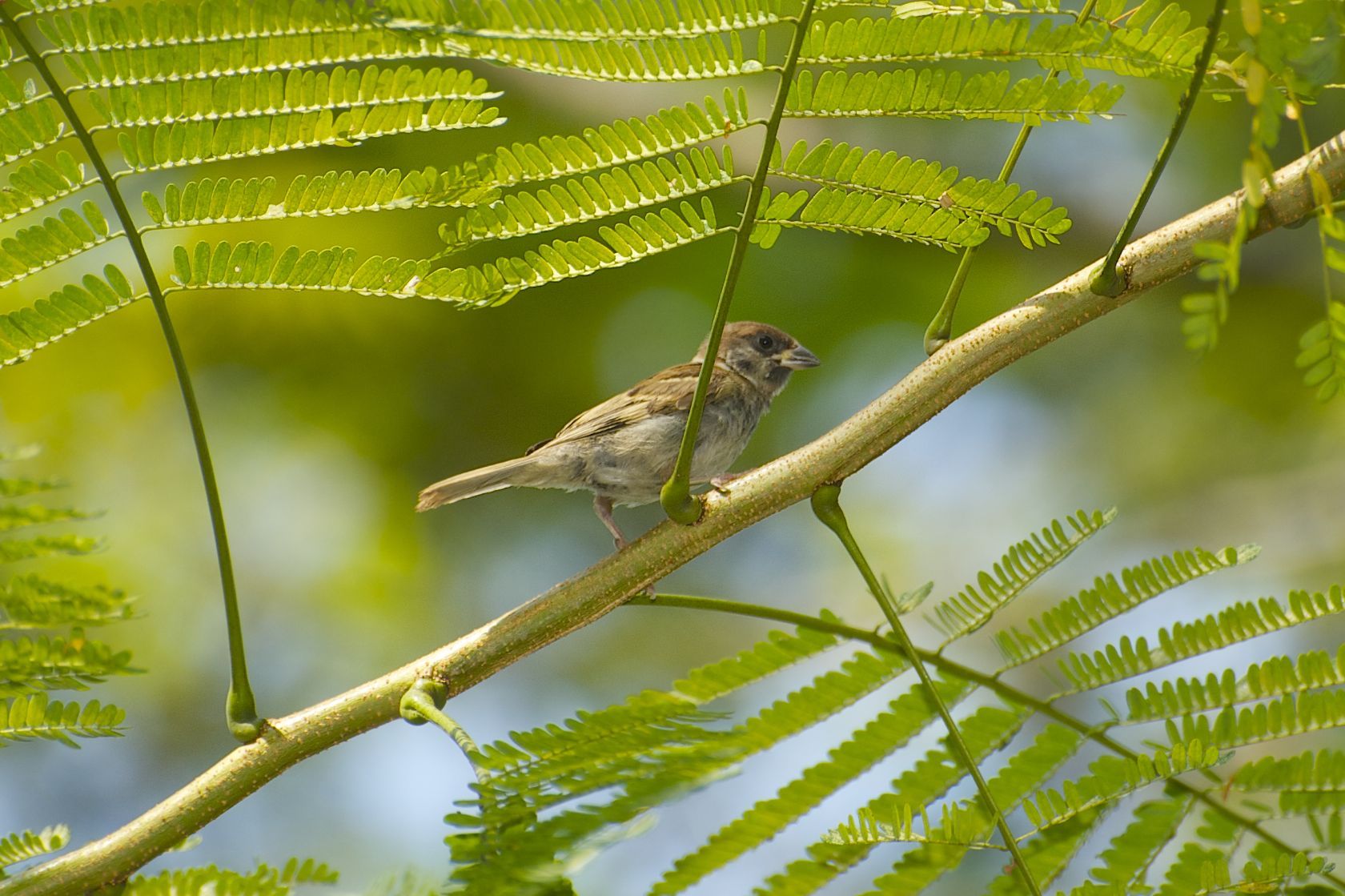 Eurasian Tree Sparrow