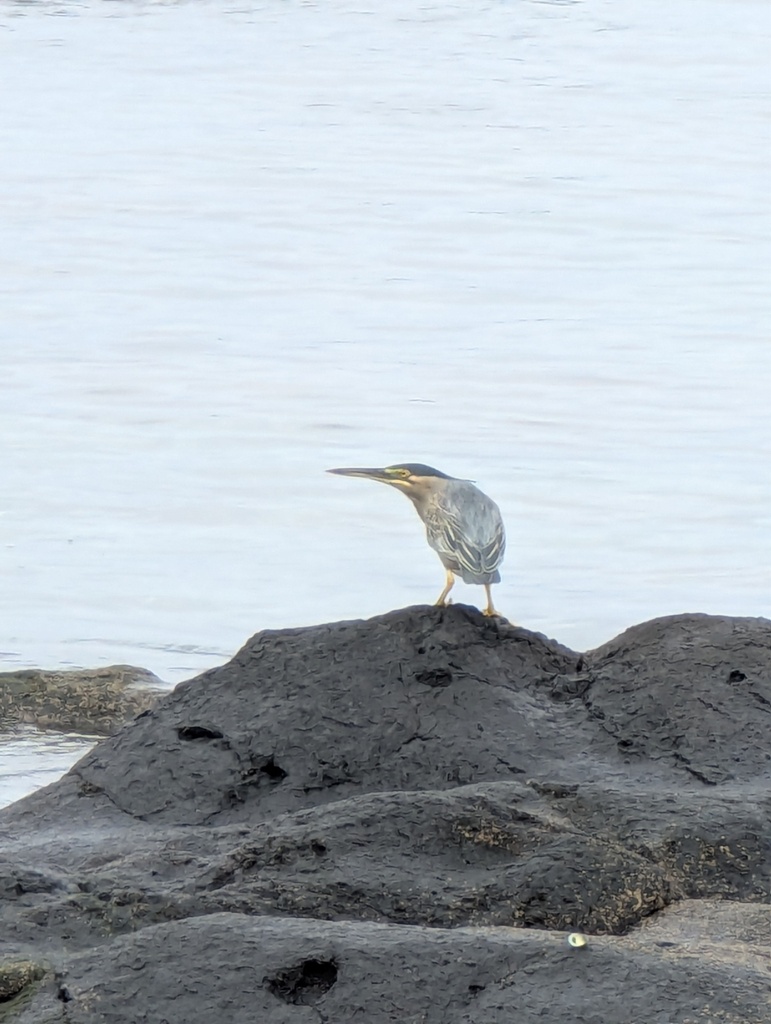 Striated Heron