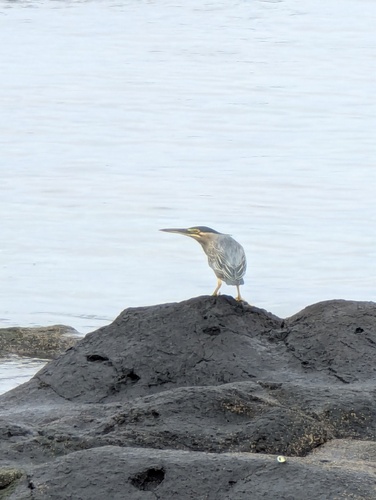 Striated Heron