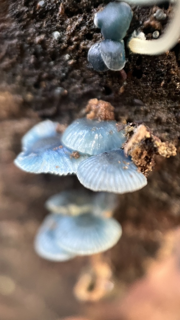 Mycena interrupta · July 2025 · photo: © djnugent (iNaturalist, cc0)