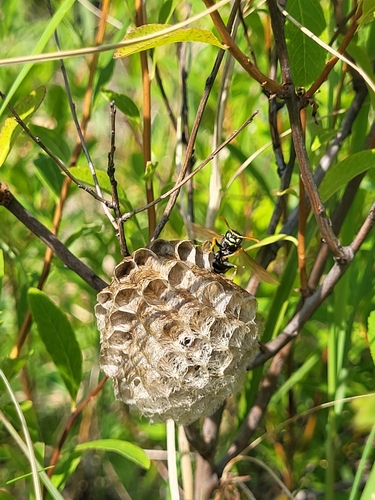 Polistes nimpha