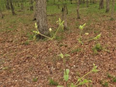 Cerastium brachypetalum
