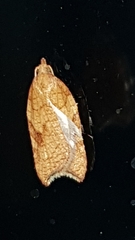 Acleris rhombana