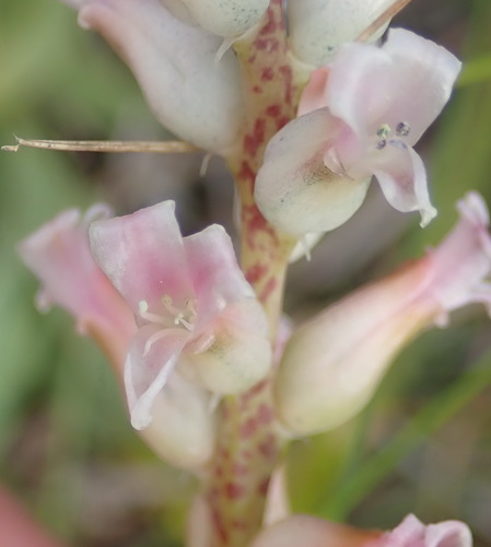 Image of Lachenalia fistulosa by (c) Nicola van Berkel, some rights reserved (CC BY-SA)