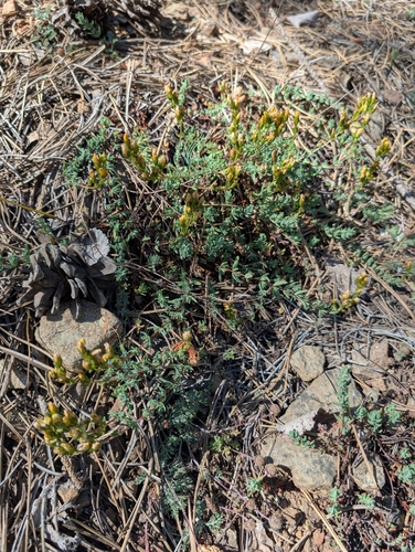 Hypericum confertum (Hypericum confertum)