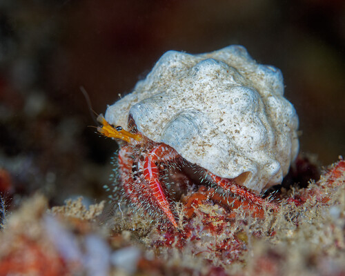 Aniculus hopperae observed 2025-07-12