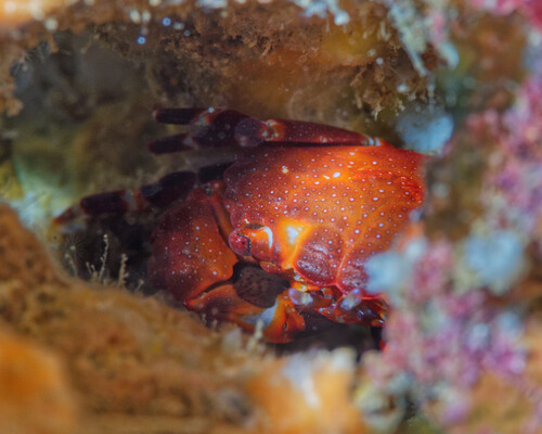 Xanthias latifrons observed 2025-07-12