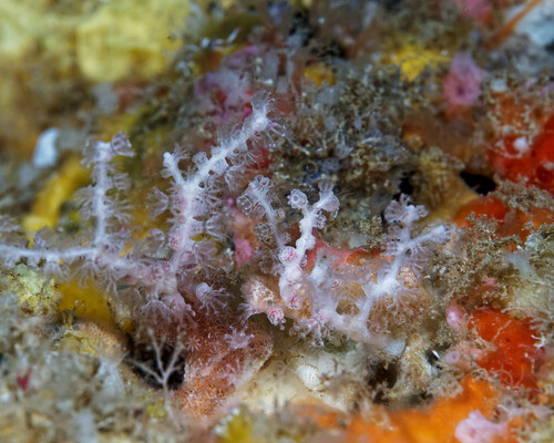 Melithaea bicolor observed 2025-07-12