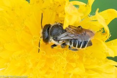 Megachile montivaga