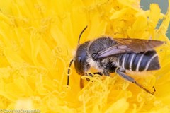 Megachile montivaga