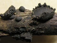 Biscogniauxia repanda