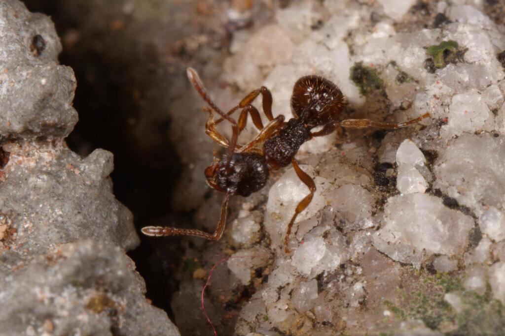 Myrmica serica
