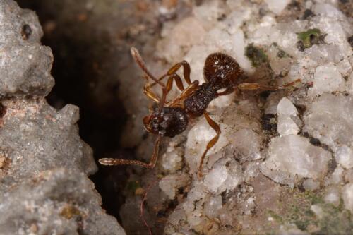 丝红蚁Myrmica serica