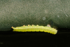 Panopoda